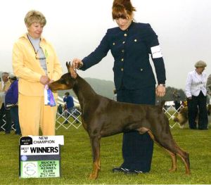 Ch. Logres' Contender -  by Ch. Trotyl De Black Shadow out of Logres' Brentina